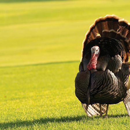 וויקולואה Paniolo Greens Resort מראה חיצוני תמונה